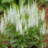 Veronica 20spicata 20Snow 20Candles 20Speedwell