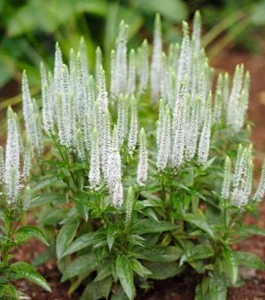 Veronica 20spicata 20Snow 20Candles 20Speedwell