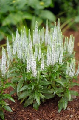 Veronica 20spicata 20Snow 20Candles 20Speedwell Veronica 20spicata 20Snow 20Candles 20Speedwell