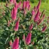 Veronika „First Love Veronica spicata „First Love daugiamete 44 scaled 1