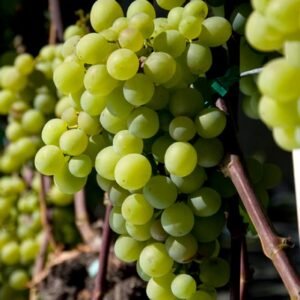 WINOROSL PIESNIA