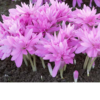Waterlily1