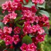 Weigela Bristol Ruby 0002139 05927