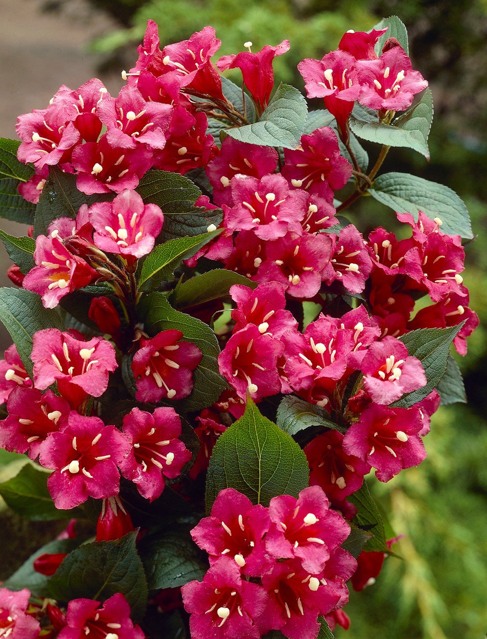 Weigela Bristol Ruby 0002139 05927 Weigela Bristol Ruby 0002139 05927