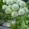 White Giant 1