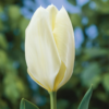White Purssima