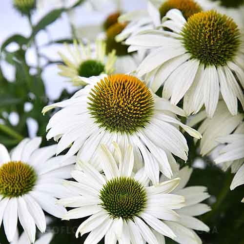 White pearl 500x500 1 White pearl 500x500 1