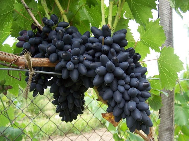Winogrono KODRIANKA Winogrono KODRIANKA