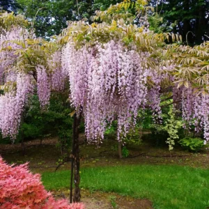 Wisteria floribunda Honbeni Pink Ice Japanese Wisteria Mr Maple Buy Japanese Maple Trees 2124702