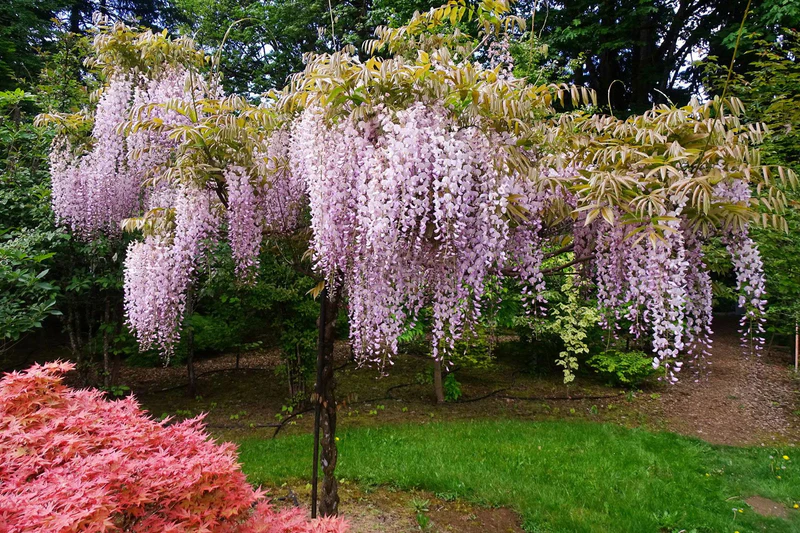 Wisteria floribunda Honbeni Pink Ice Japanese Wisteria Mr Maple Buy Japanese Maple Trees 2124702 Wisteria floribunda Honbeni Pink Ice Japanese Wisteria Mr Maple Buy Japanese Maple Trees 2124702