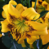 YELLOW BRUSE