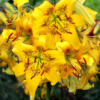 YELLOW BRUSE1