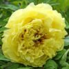 Yellow Crown1