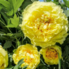 Yellow Crown1 2