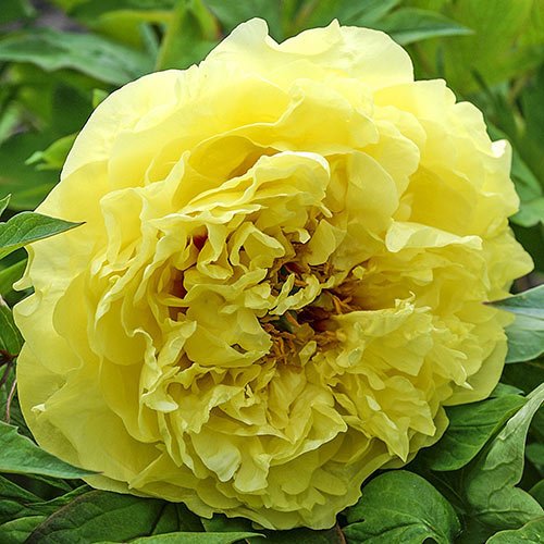 Yellow Crown1 Yellow Crown1