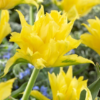 Yellow Spider