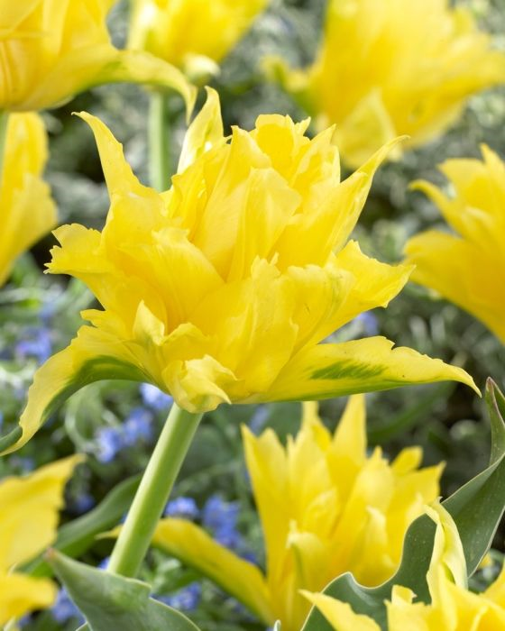 Yellow Spider Yellow Spider