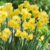 Yellow cheerfulness1