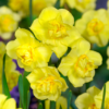 Yellow cheerfulness2