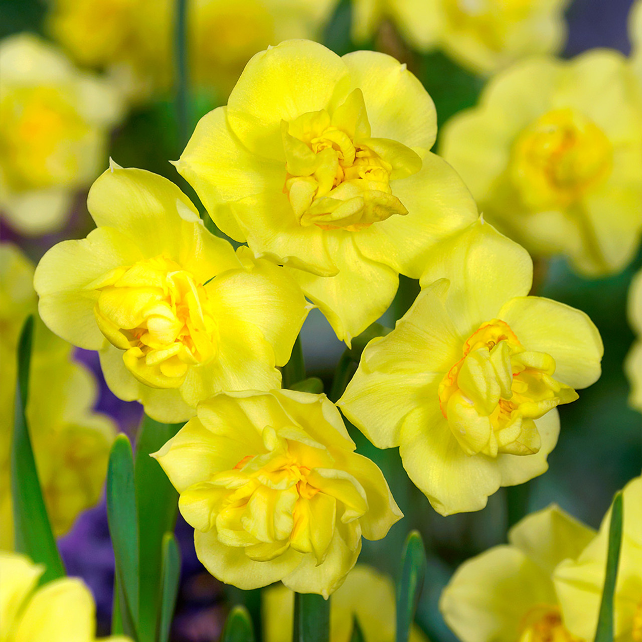 Yellow cheerfulness2 Yellow cheerfulness2