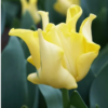 Yellow crown