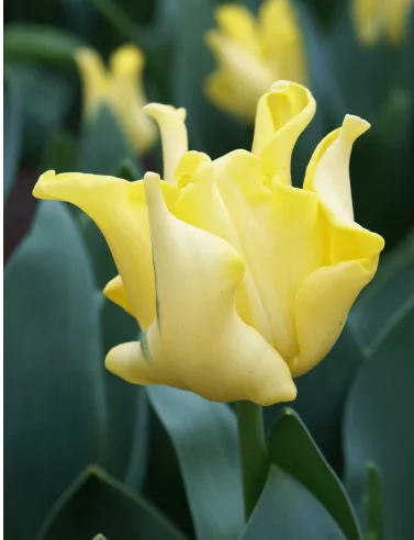Yellow crown Yellow crown
