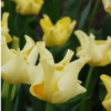 Yellow crown1
