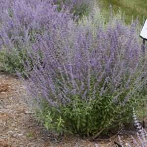 a9068dcc31346aaa6bcd94e9bb35d911