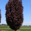 acer crimsonsentry web 01 25474