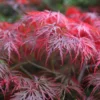 acer garnet SH