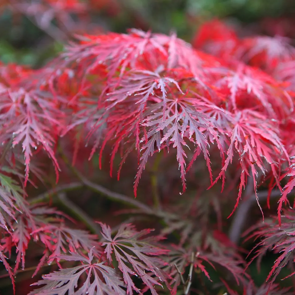 acer garnet SH acer garnet SH