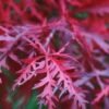 acer palmatum dissectum firecracker on cane 0 8m 370x369 6331766edce17 l