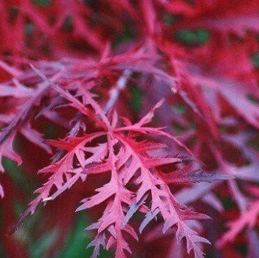 acer palmatum dissectum firecracker on cane 0 8m 370x369 6331766edce17 l acer palmatum dissectum firecracker on cane 0 8m 370x369 6331766edce17 l