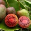 actinidia arguta kens red kiwi plant female red flesh