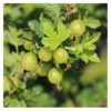 agrastas mucurines ribes grossularia
