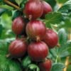 agrastas ribes uva crispa spinefree