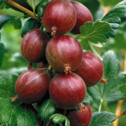 agrastas ribes uva crispa spinefree