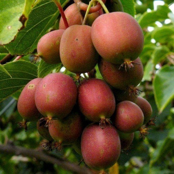 aktinidija smailialape ananasnaja moteriska aktinidija smailialape ananasnaja moteriska