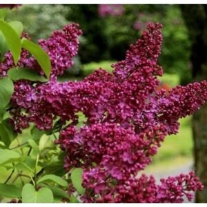 alyva paprastoji syringa vulgaris charles joly 1000x1000 1