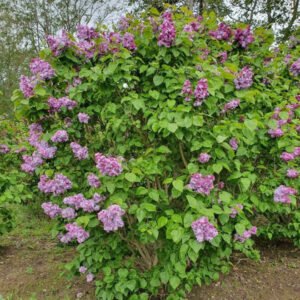 alyvos paprastoji syringa vulgaris katherine havemeyer
