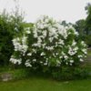 alyvos paprastoji syringa vulgaris miss ellen willmott