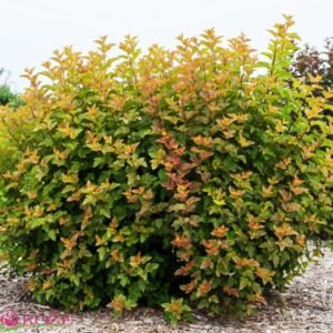 amber jubilee ninebark 1