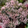 andromeda polifolia compacta 1l p6954 49673 zoom