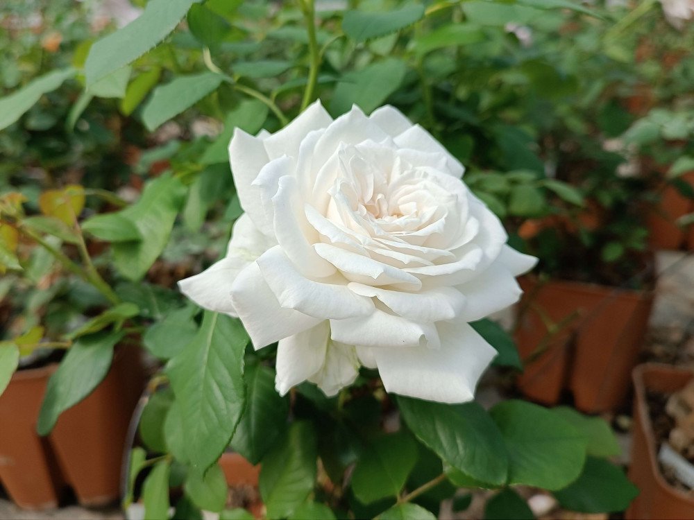 annapurna annapurna