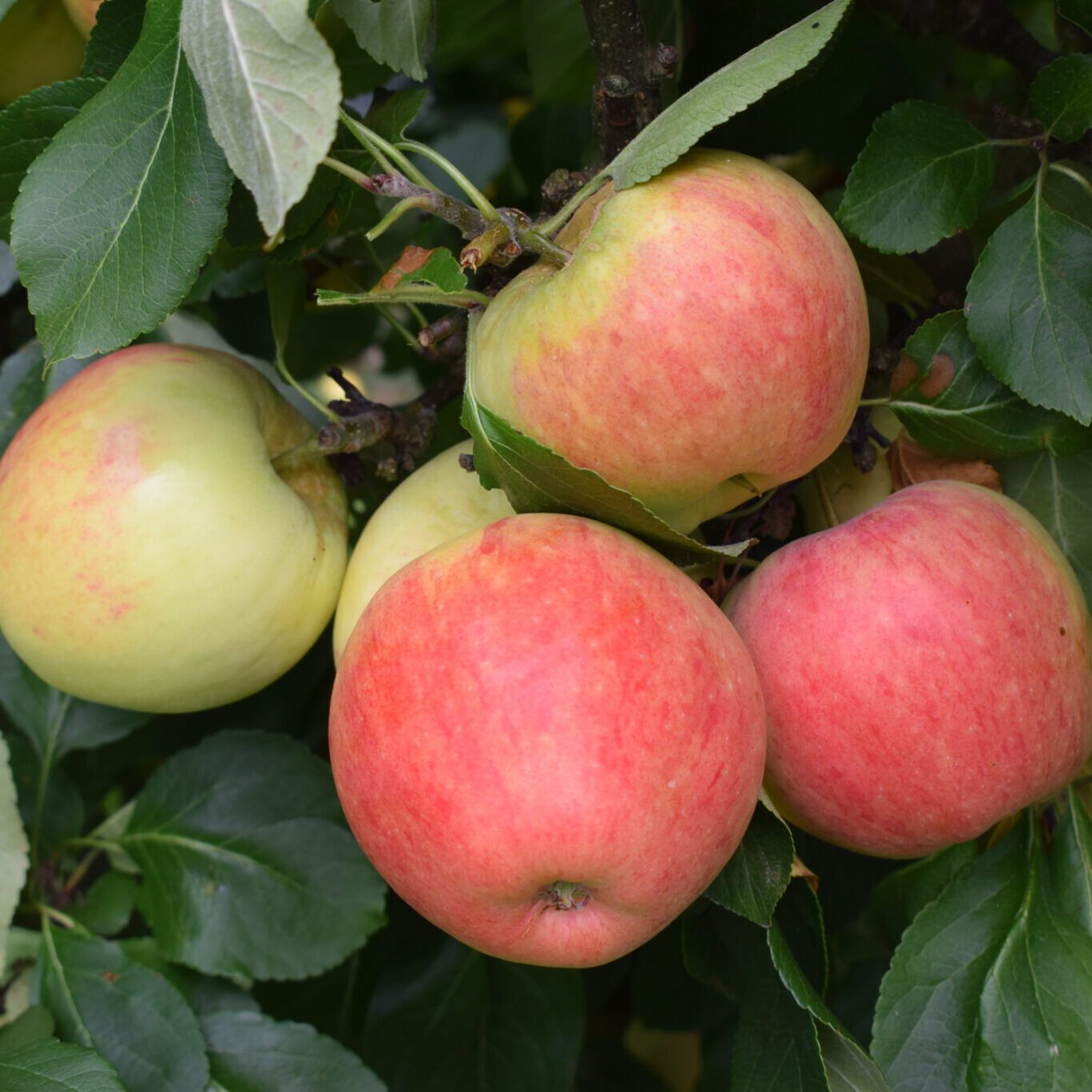 apple james grieve 1678727618 apple james grieve 1678727618