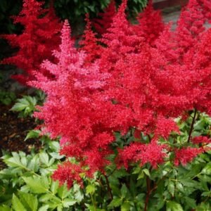 astilbe fanal