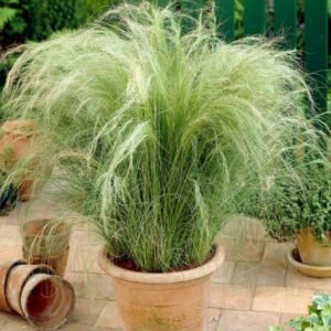 asuote kibioji stipa pony tails