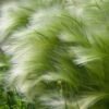 asuote stipa tenuifolia ponytails