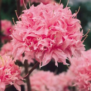 azalea homebush 0001878 38630