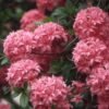 azalee homebush 781687 1